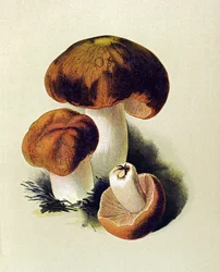 Botanisk tavla med giftig svamp (giftig): Russule foetens (Russula foetens)