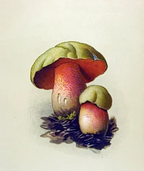 Botanisk tavla med giftig svamp (venenös): Wolf bolet (Boletus lupinus)