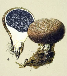 Botanisk tavla med giftig svamp (venös): vulgär sklerodermi (Scleroderma vulgare)