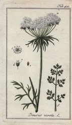 Botaniska: morotsblomma - Blommor och blad från morot, Daucus carota. Handkolorerat kopparstick efter en teckning av B. Thanner från Johannes Zorns "Icons plantarum medicinalium", Tyskland