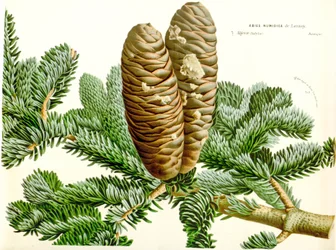 Botanisk illustration / Abies numidica / Algerisk gran / Numidie gran