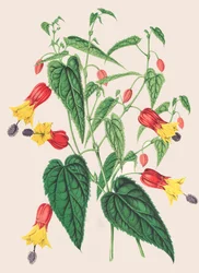 Botanisk illustration/Abutilon megapotamicum/Abutilon