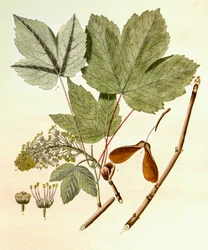 Botanisk illustration/Acer pseudoplatanus/Sycamore Maple