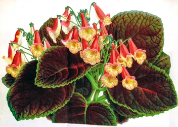 Botanisk illustration/Achimenes naegelioides/Achimene