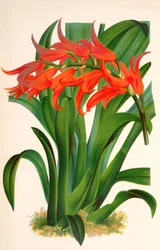Botanisk illustration/Ada aurantiaca