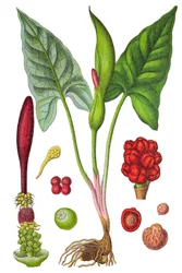 Botanisk skylt: fläckig arum (vild arum eller Arum maculatum), en medicinalväxt, historisk kromolitografi