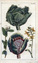 Botanik: kål, kål, Brassica oleracea capitata, blomma 172 och bladhuvud 173, rödkål, Brassica oleracea rubra