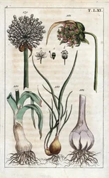 Botanik: purjolök, vitlök, echalote - Purjolök, Allium pollum 179, vitlöksblomma, Allium sativum 181, vitlökslök 182, och schalottenlök, Allium cepa var. aggregatum, ascalonicum