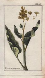 Botanik: Rabarberblad - Rabarberblad, Rheum rhabarbarum. Handkolorerat kopparstick efter en teckning av B. Thanner från Johannes Zorns "Icons plantarum medicinalium", Tyskland