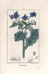 Bourrache officinale - Gravyr av Lambert fils, efter en teckning av Pierre Jean Francois Turpin (1775-1840), från La flore medicale, de Chaumeton, Poiret et Chamberet, Paris 1830 - Gurkört eller stjärnblomma, Borago officinalis - Gravyr av Lambert Junior f