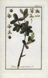 Buxbom eller fortfarande grön buxbom (Buxus sempervirens). Litografi från "Afbeelding der Artseny-Gewassen" av Johannes Zorn (1739-1799), Nederländerna