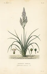 Grenad asphodel, Asphodelus ramosus, Asphodele rameuse