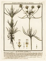 Grenad groblad, Plantago indica.