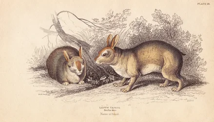 Brasiliansk kanin, Sylvilagus brasiliensis (Lepus tapeti). Från exemplar i Berlins museum. Handkolorerat stålstick av Lizars efter en illustration av Charles Hamilton Smith från William Jardine