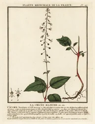 Bredbladig trollkarls nattskygge, Circaea lutetiana.