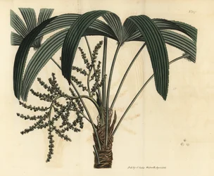 Bredbladig käppalm, Rhapis excelsa (hanlig dvärgmarkrotting, Rhapis flabelliformis mas)