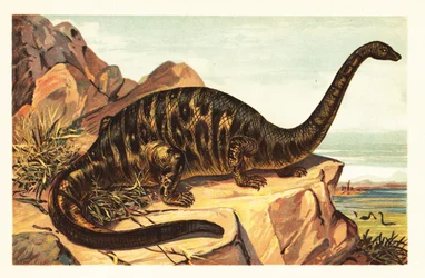 Brontosaurus excelsus, utdöd art av gigantisk fyrfotad sau1908 (litografi)