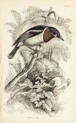 Brunstrupigt wattöga, Platysteira cyanea (Visa tody, Platystera lobata). Handkolorerat stålgravyr av William Lizars efter en illustration av William Swainson från Sir William Jardine
