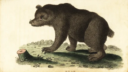 Brunbjörn, Ursus arctos., 1800 (gravyr)