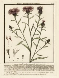 Brun knaggräs, Centaurea jacea.