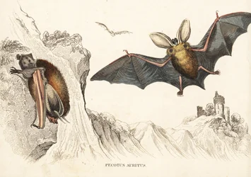 Brun långörad fladdermus eller vanlig långörad fladdermus. Handkolorerat stålstick från Georg Friedrich Treitschkes naturhistoriska galleri, Naturhistorischer Bildersaal des Thierreiches, Liepzig-1842.
