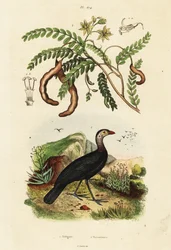 Brushturkey och tamarind., 1834-1839 (gravyr)