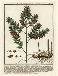 Slaktarkvast, Ruscus aculeatus.