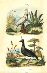 Cacatua galerita, gultofskakadua och hornskrikfågel, Anhima cornuta. Kakaduor och kamichier