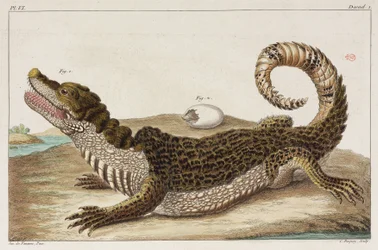 Caiman och hennes bebis