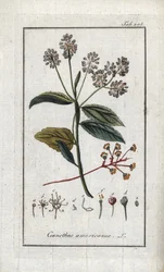 Kalifornisk syren (Ceanothus americanus). Litografi från "Afbeelding der Artseny-Gewassen" av Johannes Zorn (1739-1799), Nederländerna