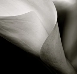 Callalily, 2015 (s/v foto)