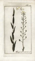 Cameline eller linbasard eller sesam från Tyskland (Camelina sativa). Litografi från "Afbeelding der Artseny-Gewassen" av Johannes Zorn (1739-1799), Nederländerna