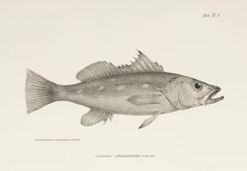 Camotillo, Stilla havet, c 1832-1836