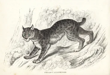 Kanadensiskt lodjur, Lynx canadensis (Felis canadensis). Handkolorerad litografi från Georg Friedrich Treitschkes naturhistoriska galleri, Naturhistorischer Bildersaal des Thierreiches, Liepzig-1842.