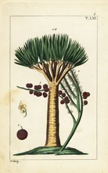 Kanarieöarnas drakträd, Dracaena draco. Sårbar.