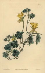 Kanariefågel, indisk krasse eller cilierad trofé, Tropaeolum peregrinum
