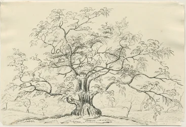 Cannock Chase: penn- och pennteckning, nd [?1800-talet]