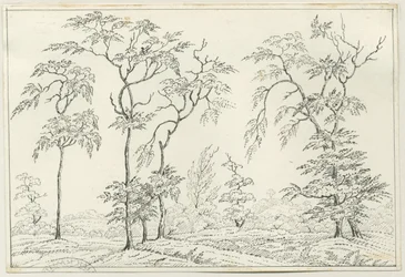Cannock Chase: penn- och pennteckning, nd [?1800-talet]
