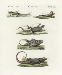 Kapögla (afrikansk saurian), Cordylus cordylus 1, Cuviers Madagaskarödla (Madagaskar lezard), Oplurus cuvieri 2, bergshornödla (lezard a horn), Phrynosoma orbiculare 3, Jamaicansk anolis (Jamaique lezard), Anolis garmani 4, och grön anolis