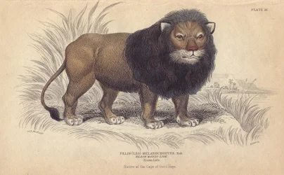 Kaplejon. Litografi av William Lizars, baserad på en teckning av Charles Hamilton Smith, för "Bibliotheque naturaliste, mammals, les felins", av Sir William Jardine, publicerad 1834 i Edinburgh (Skottland).