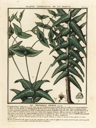 Kapris spurge, Euphorbia lathyris.