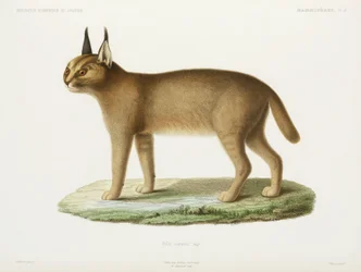 Caracal, Algeriet