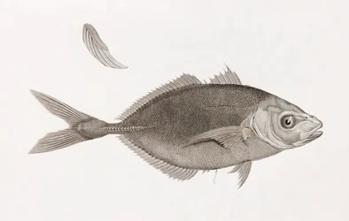 Caranx Lune, närbild
