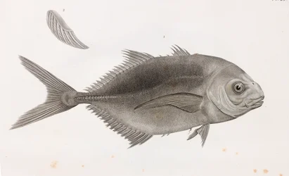 Hoppande Caranx, närbild