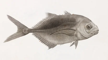 Hoppande Caranx, närbild