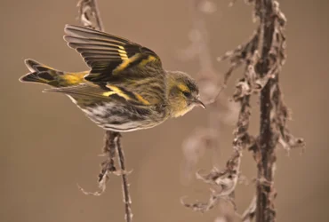 Carduelis spinus/Alder Tarin/Eurasian Siskin