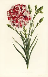 Nejlikhybrid, Louis Napoleon, Dianthus caryophyllus. Handkolorerad litografi från Louis van Houtte och Charles Lemaires Flowers of the Gardens and Hothouses of Europe, Flore des Serres et des Jardins de l