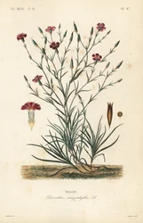 Nejlika eller nejlika rosa, Dianthus caryophyllus, Oeillet