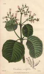 Cartagena-bark, Cinchona cordifolia