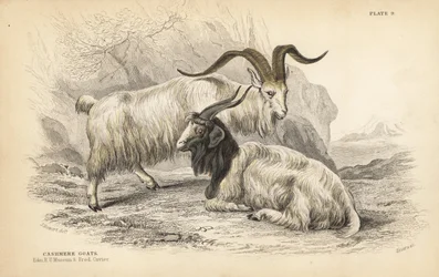 Kashmirget, Capra hircus lanigera. Edinburgh Royal University Museum och Frederick Cuvier. Handkolorerat stålstick av Lizars efter en illustration av James Stewart från William Jardine